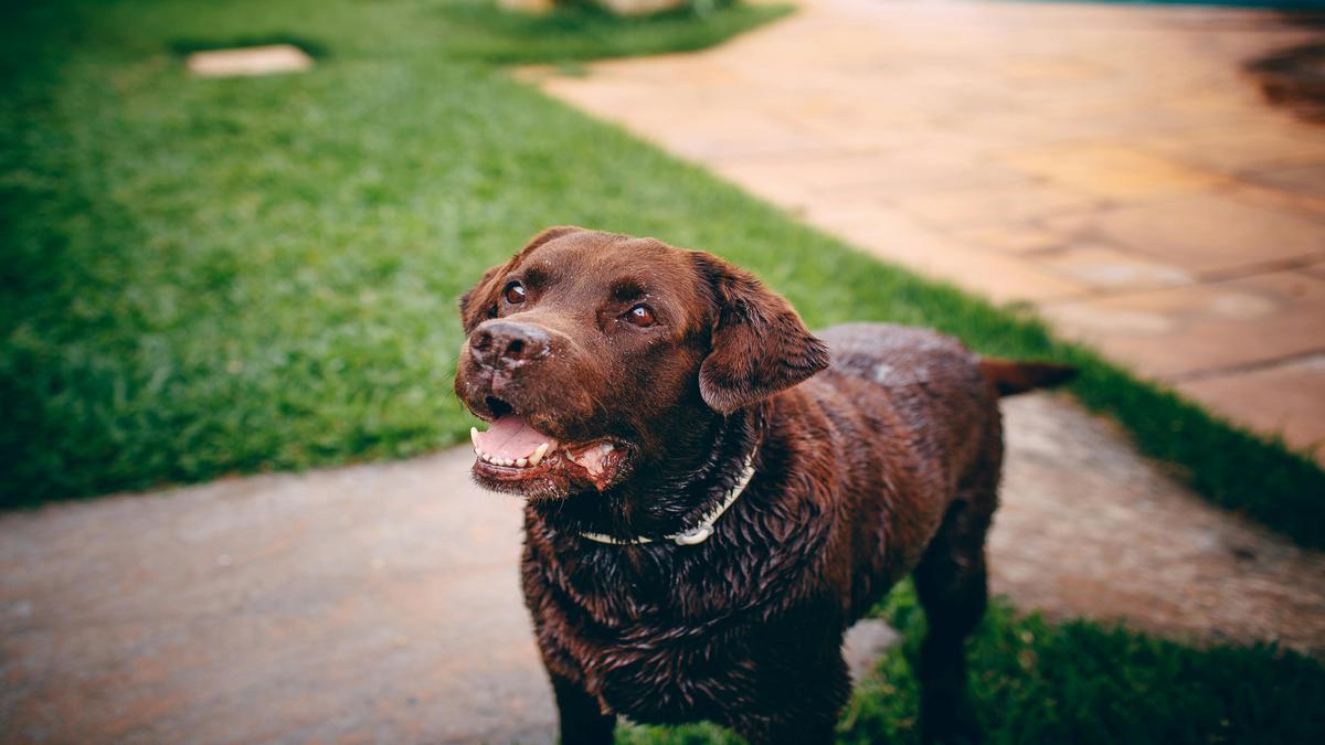 decode-canine-behavior-ears-speak-volumes