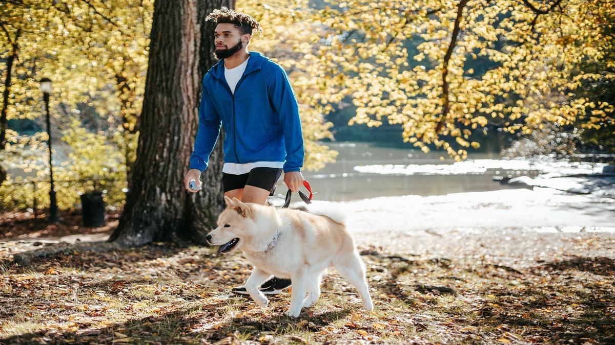 Interpreting Canine Communication Through Ears