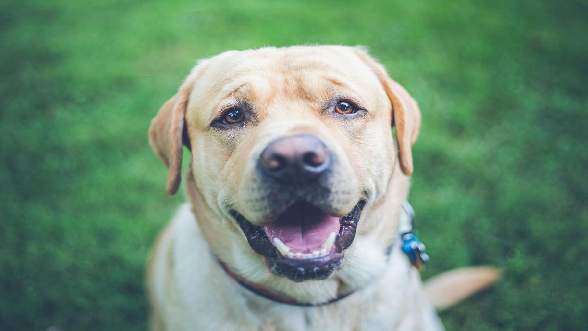 labrador-retriever-your-ultimate-pet-companion