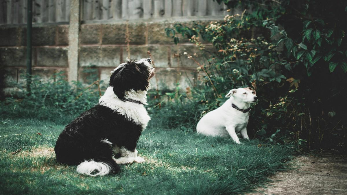 Tail Wags and Social Interactions