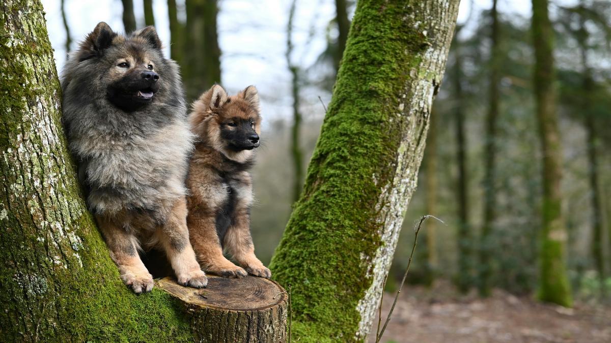 training-deaf-dogs-effective-communication-techniques