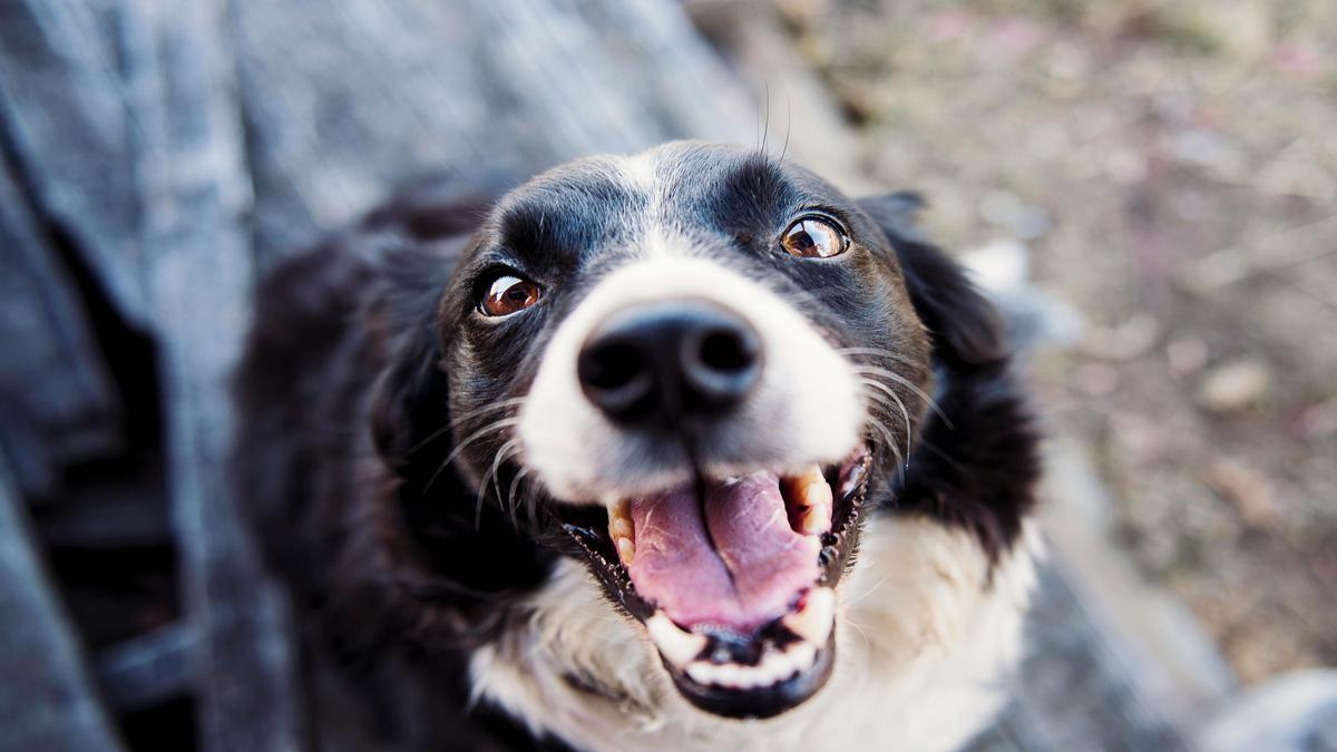 why-do-dogs-eat-grass-explained