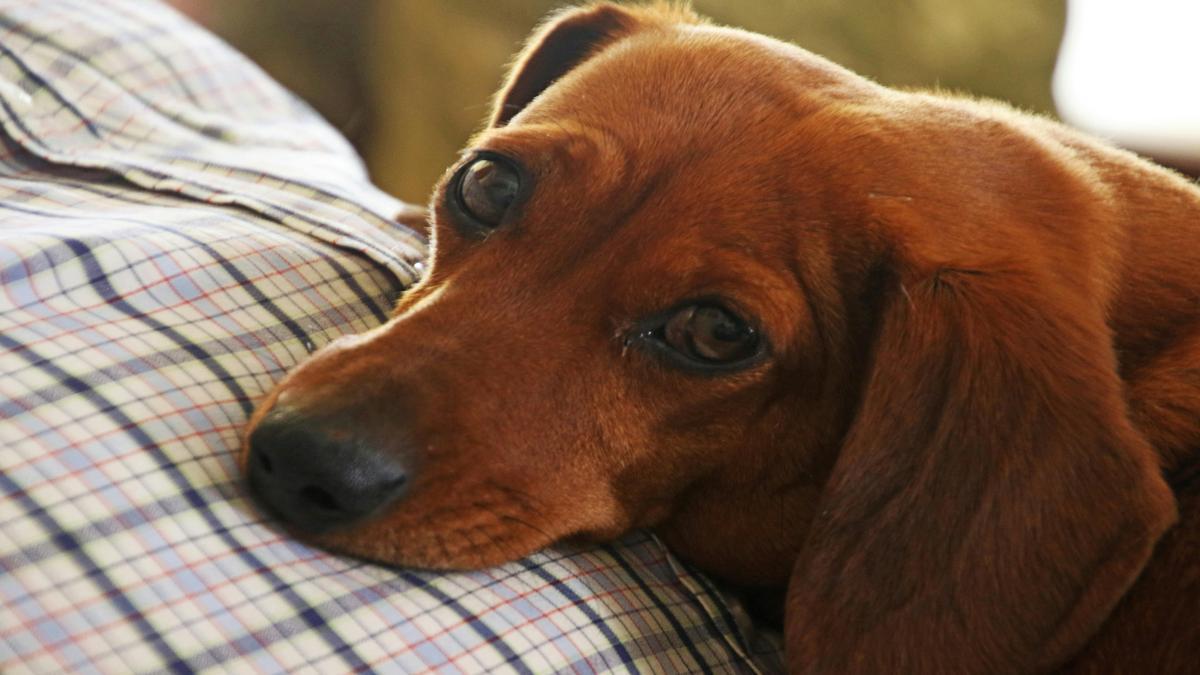 adorable-dachshund-puppies-for-sale