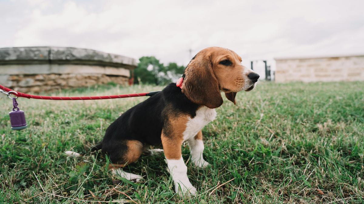 Beagle