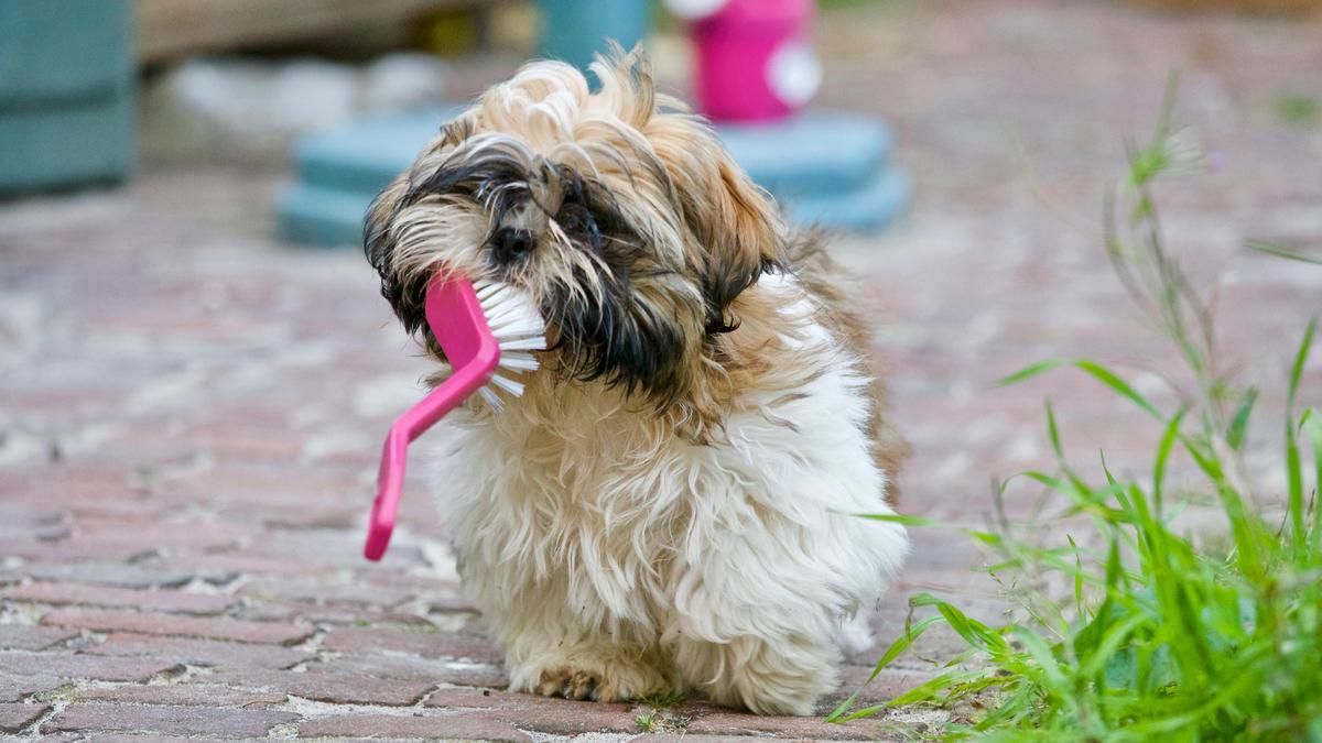 best-diy-dog-grooming-techniques-you-need