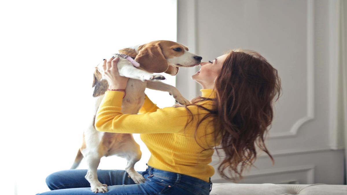 discover-the-beagle's-unique-traits-and-personality