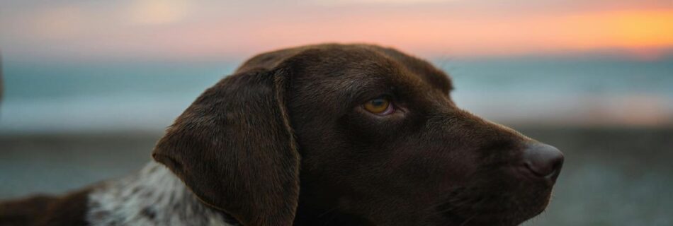 discover-the-loyal-german-shorthaired-pointer