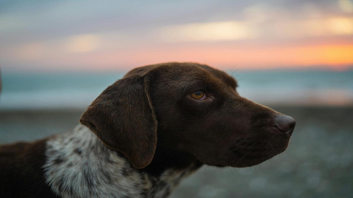 discover-the-loyal-german-shorthaired-pointer