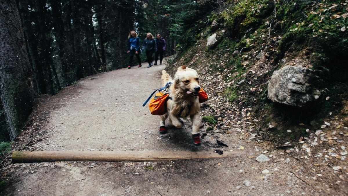 explore-dog-friendly-hiking-trails-near-you