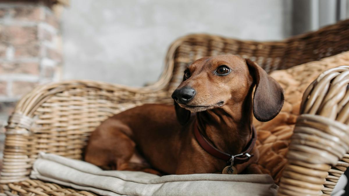 Finding Your Perfect Dachshund Companion