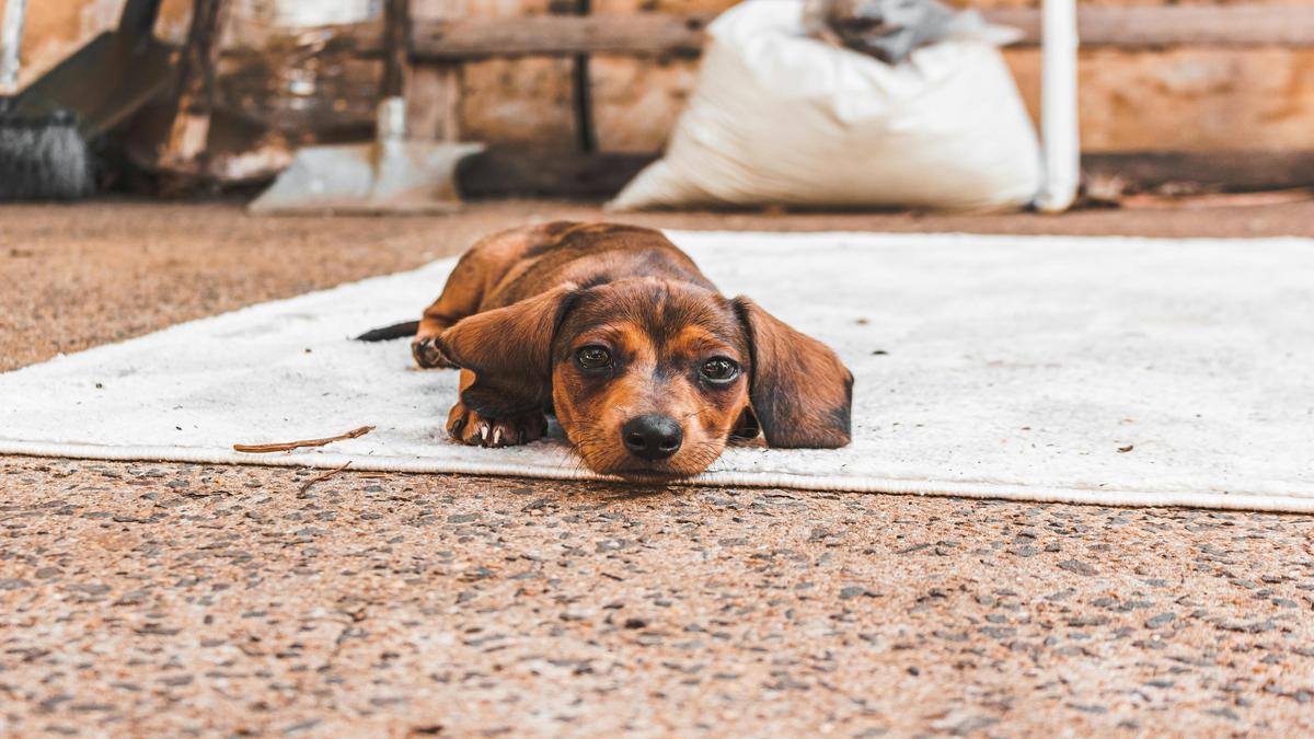 Fun Activities to Enjoy with Your Dachshund