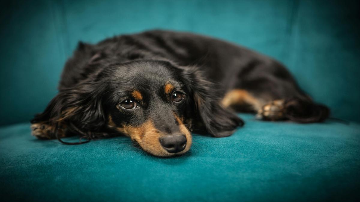 Tips for Calming a Stressed Dog