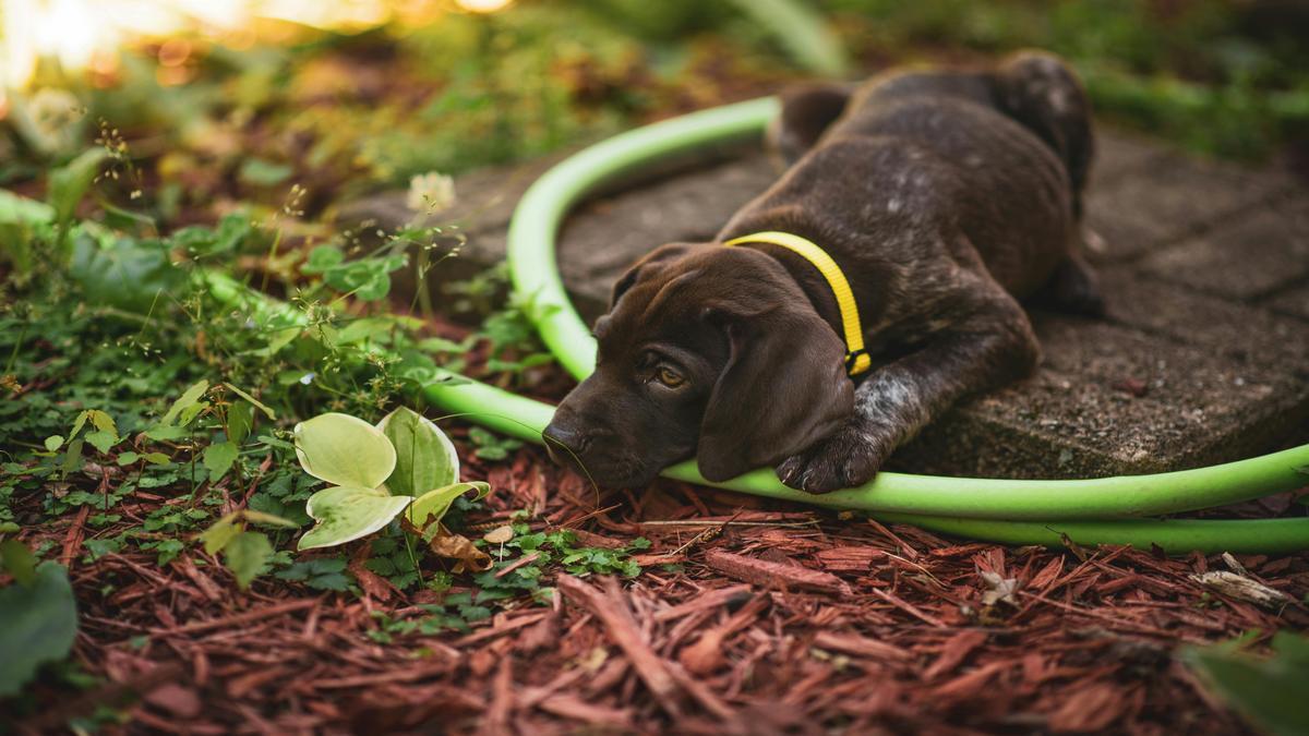 Training Tips for Your German Shorthaired Pointer