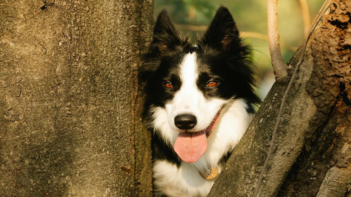 understanding-short-rapid-barks-in-dogs