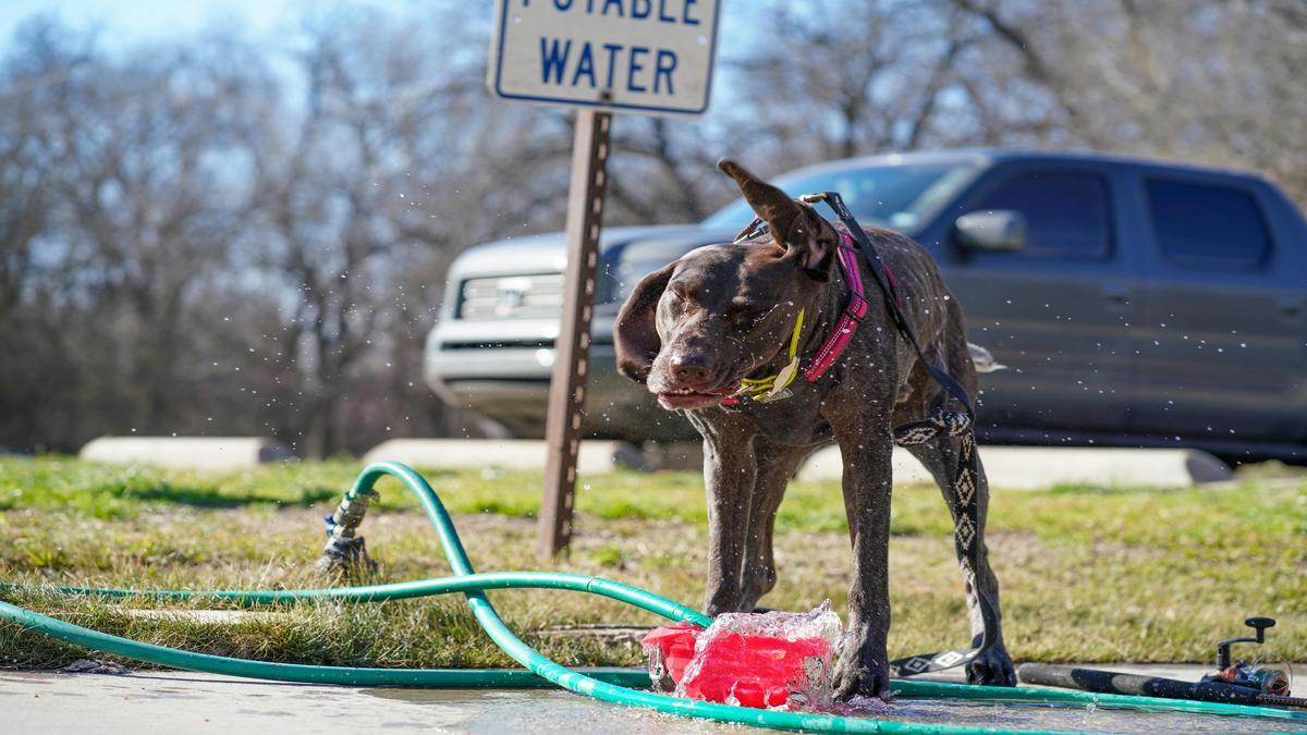 Understanding the Energetic Nature of German Shorthaired Pointers