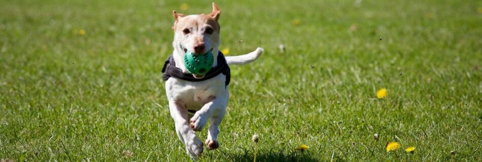 unlocking-the-canine-mind-effective-dog-training-techniques