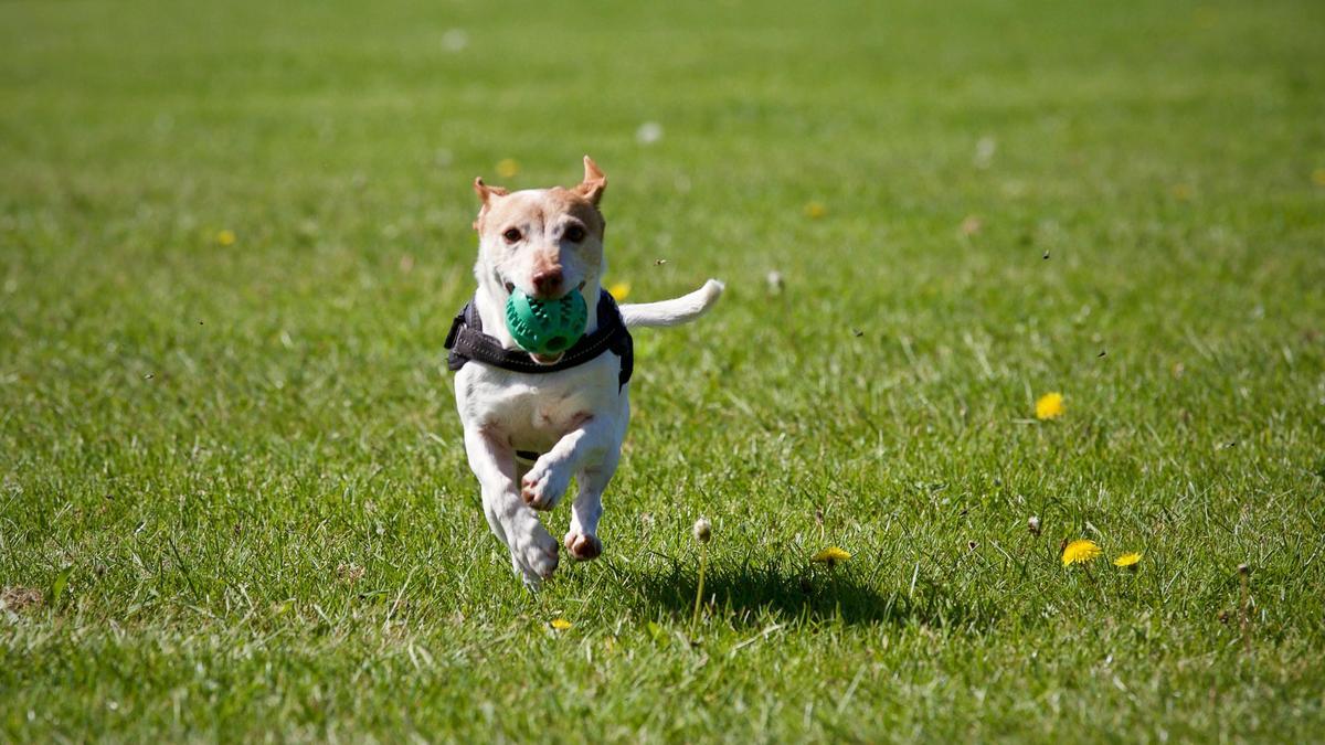 unlocking-the-canine-mind-effective-dog-training-techniques