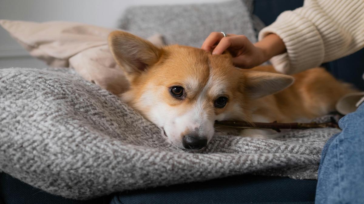 adorable-pembroke-welsh-corgi-puppies-for-sale