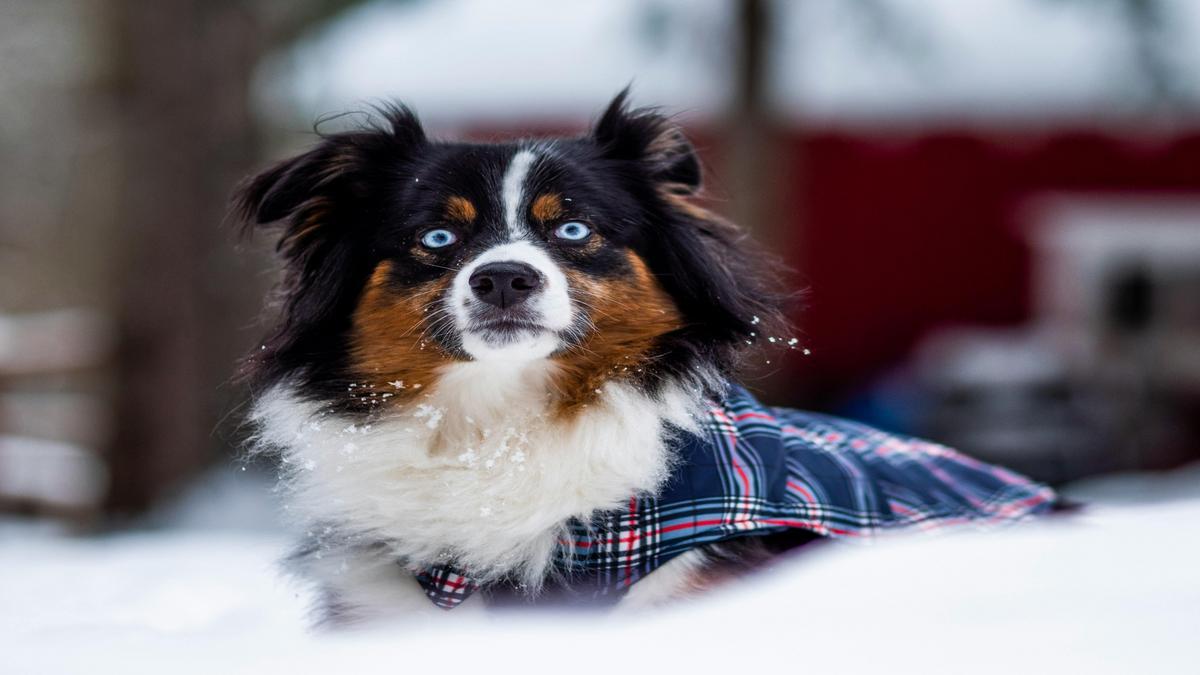 Australian Shepherd