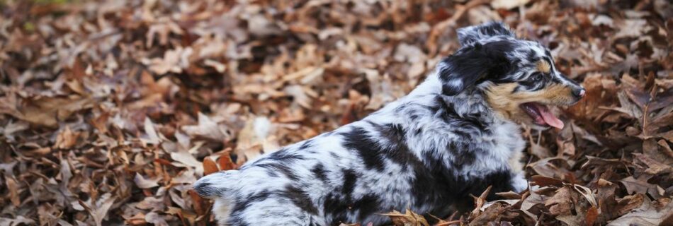 discover-the-benefits-of-australian-shepherd-ownership