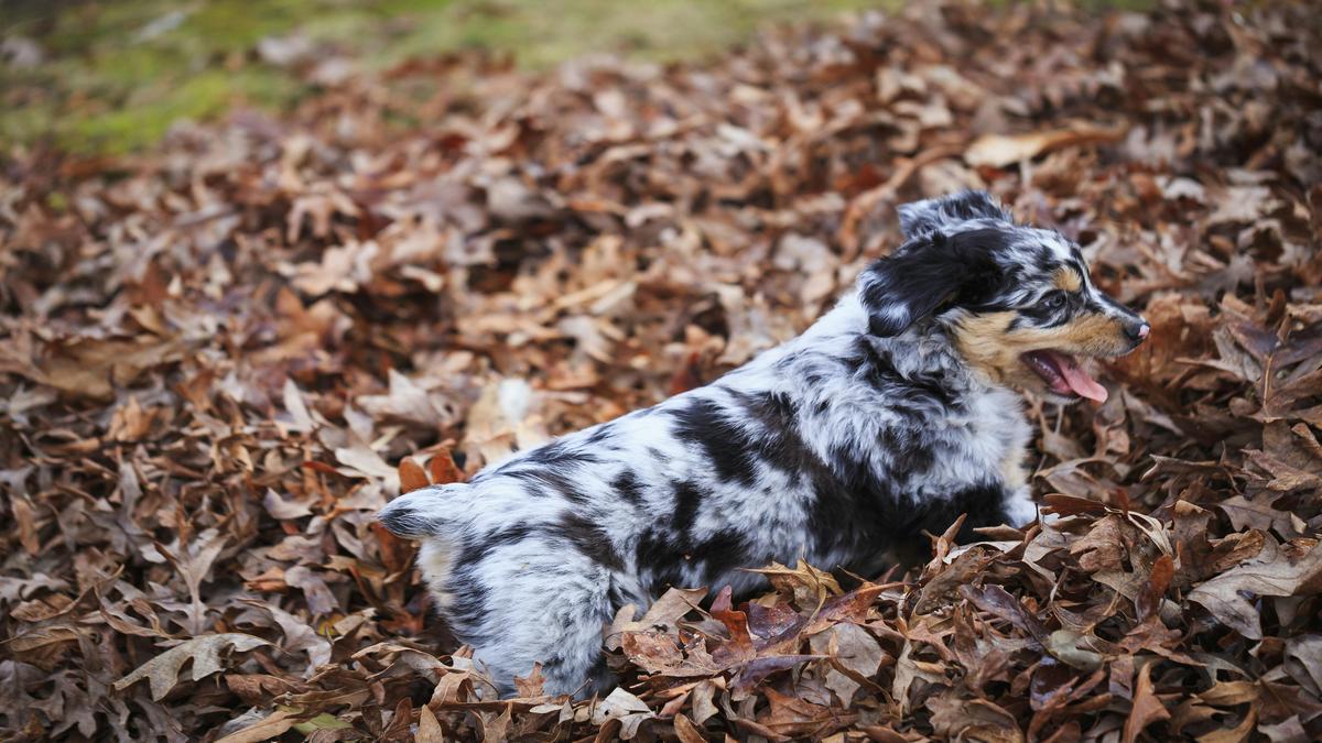 discover-the-benefits-of-australian-shepherd-ownership