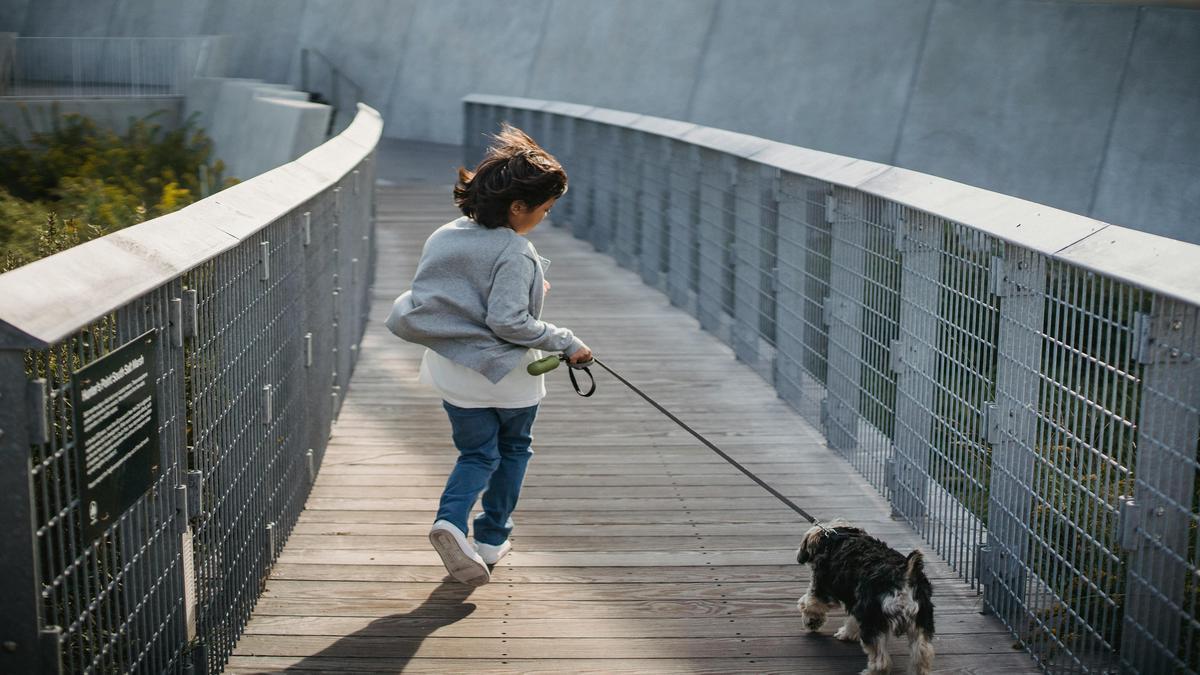 Exercise and Playtime for Your Yorkshire Terrier