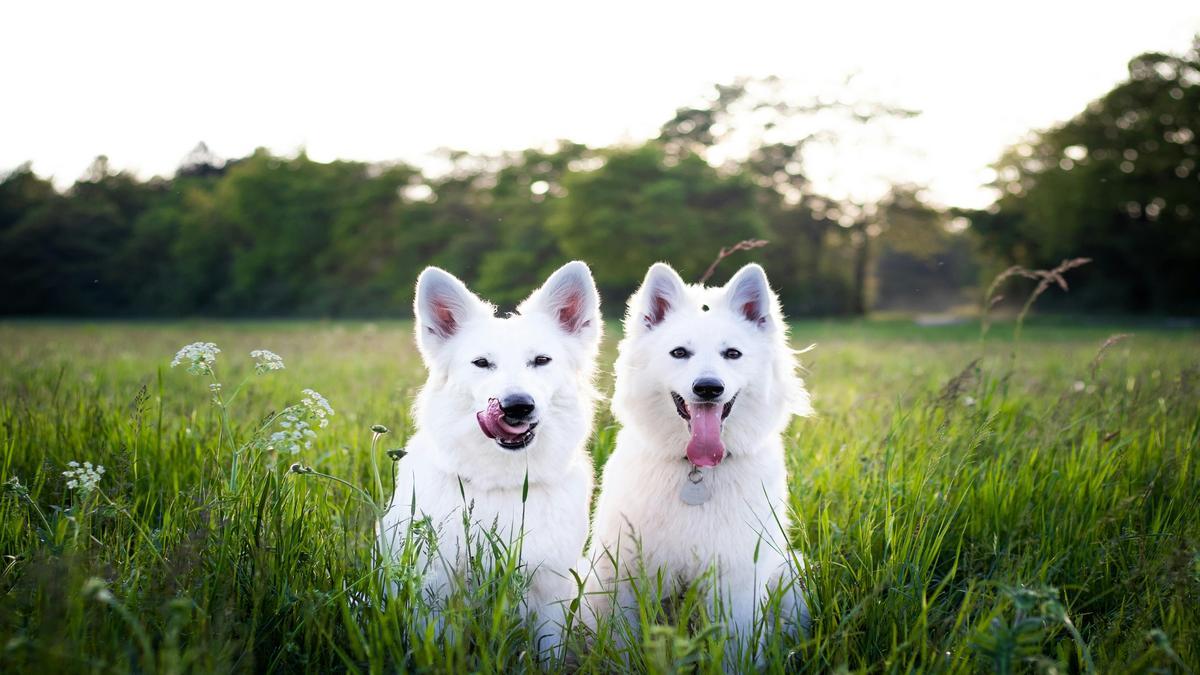 Recognizing High-Pitched Barks