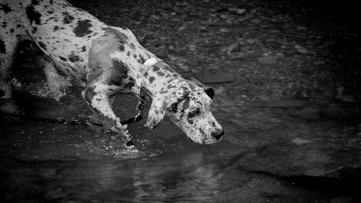 Great Dane Size and Appearance