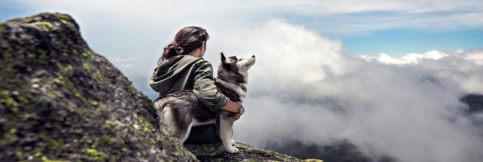 siberian-husky-the-ultimate-family-dog