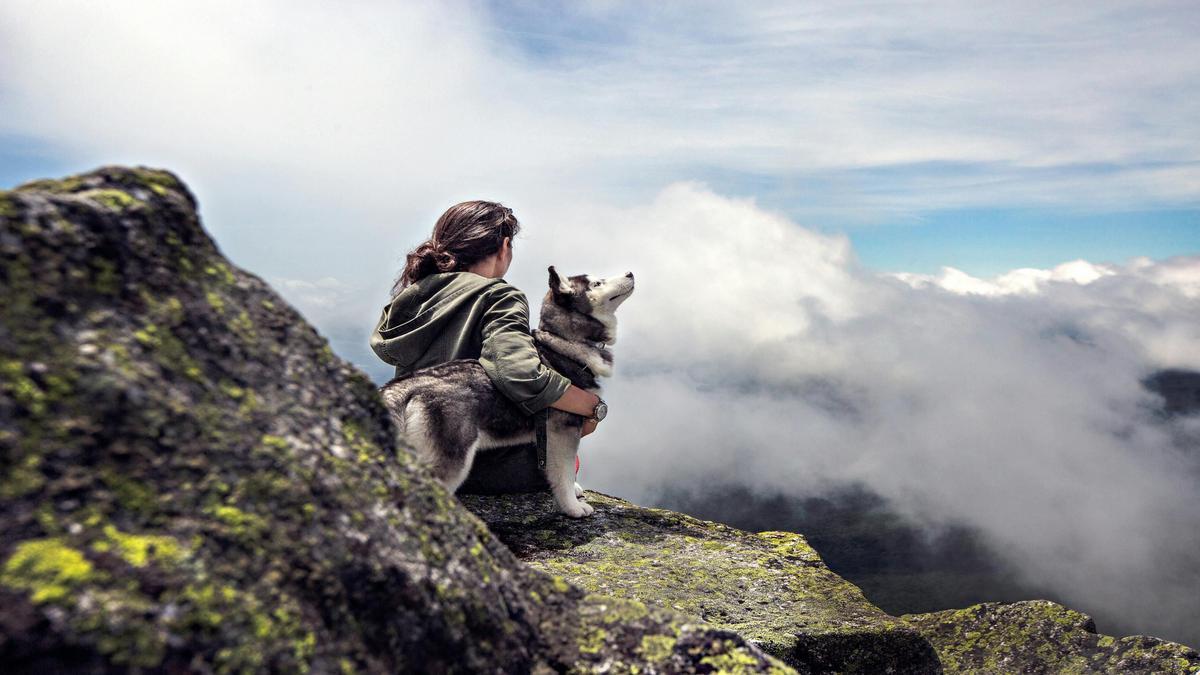 siberian-husky-the-ultimate-family-dog