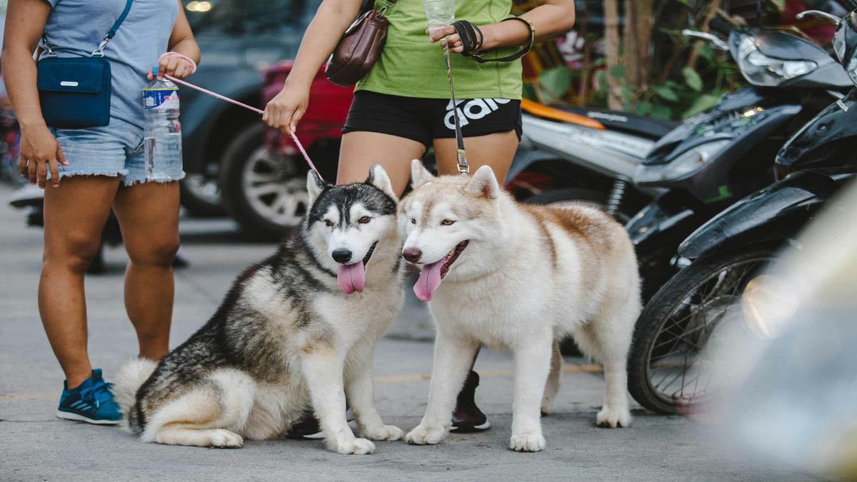 Training Your Siberian Husky