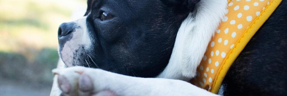 adorable-boston-terrier-puppies-for-sale