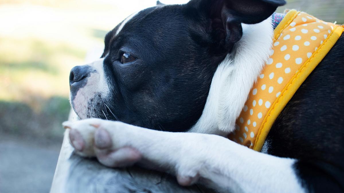 adorable-boston-terrier-puppies-for-sale