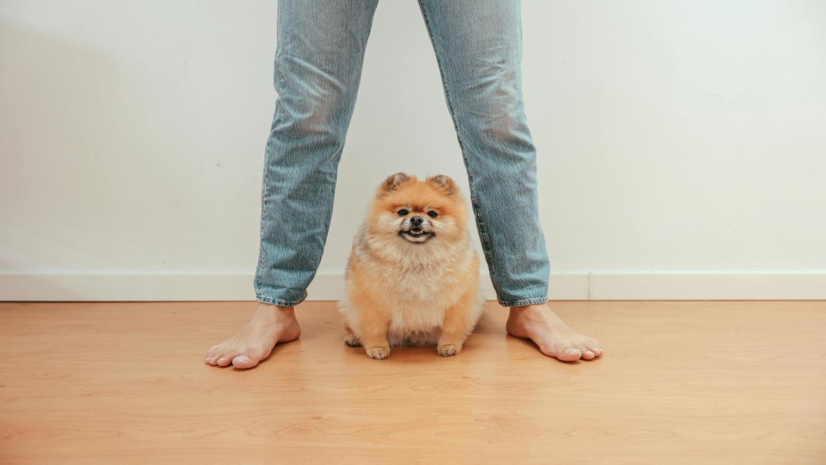 Benefits of Owning an Adorable Pomeranian Puppy