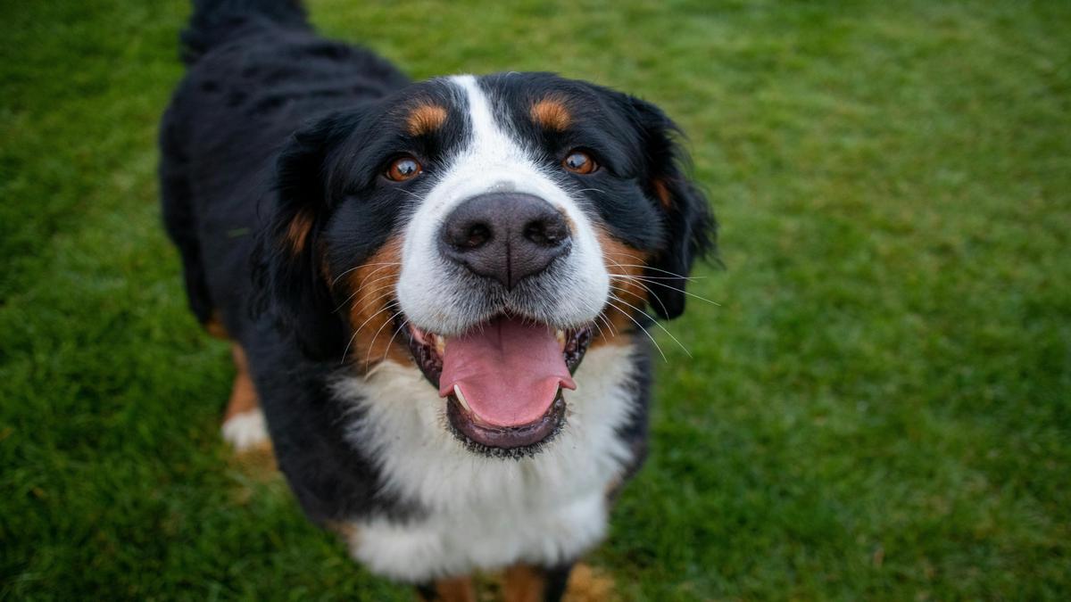 Discovering Bernese Mountain Dog Breed