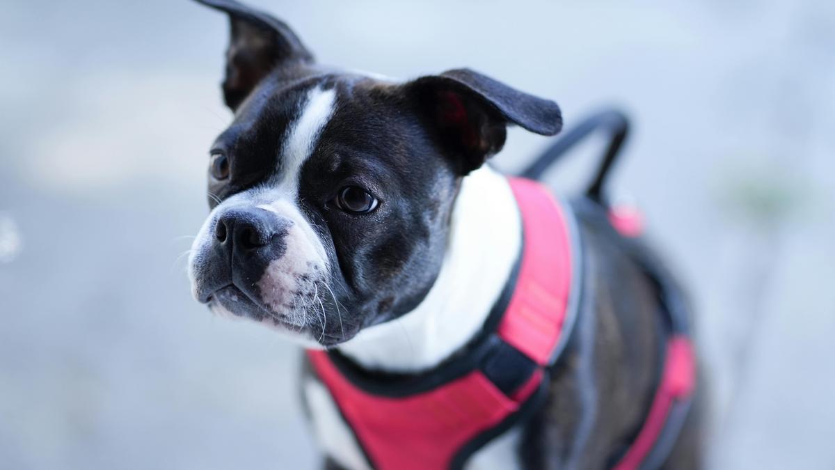 Finding the Perfect Boston Terrier Puppy