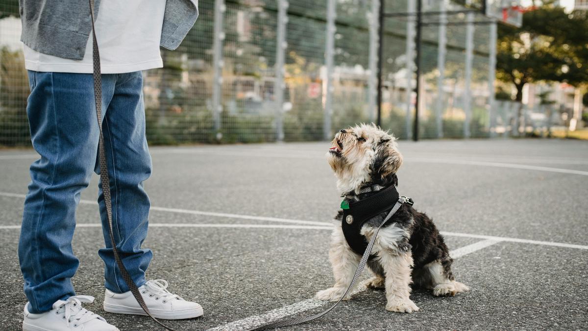 Managing Attention-Seeking Dogs