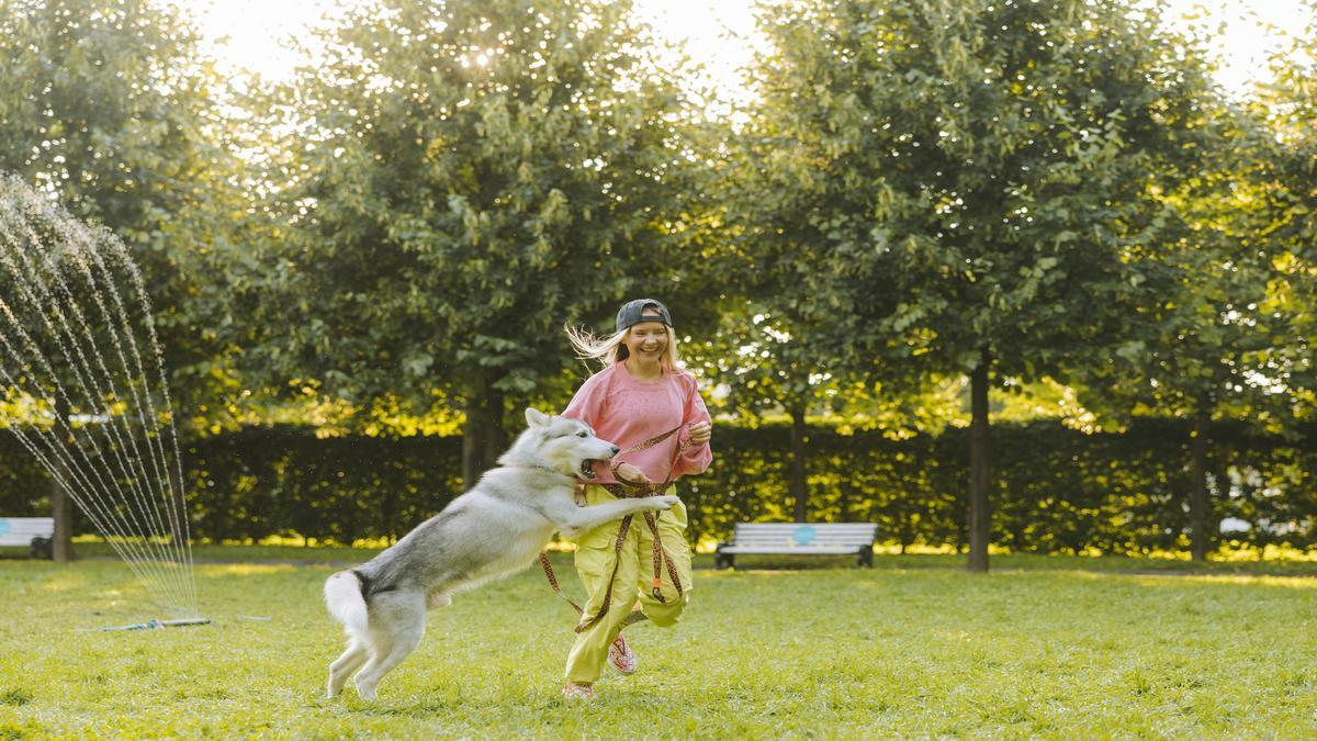 is-your-dog-jumping-up-for-attention-or-excitement?