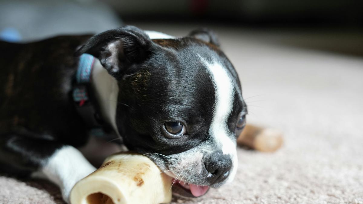 Training Your Boston Terrier Puppy