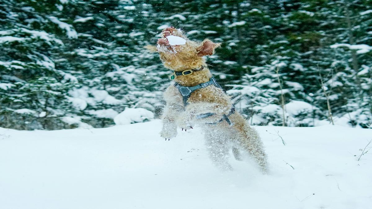 Understanding Dog Jumping Behavior