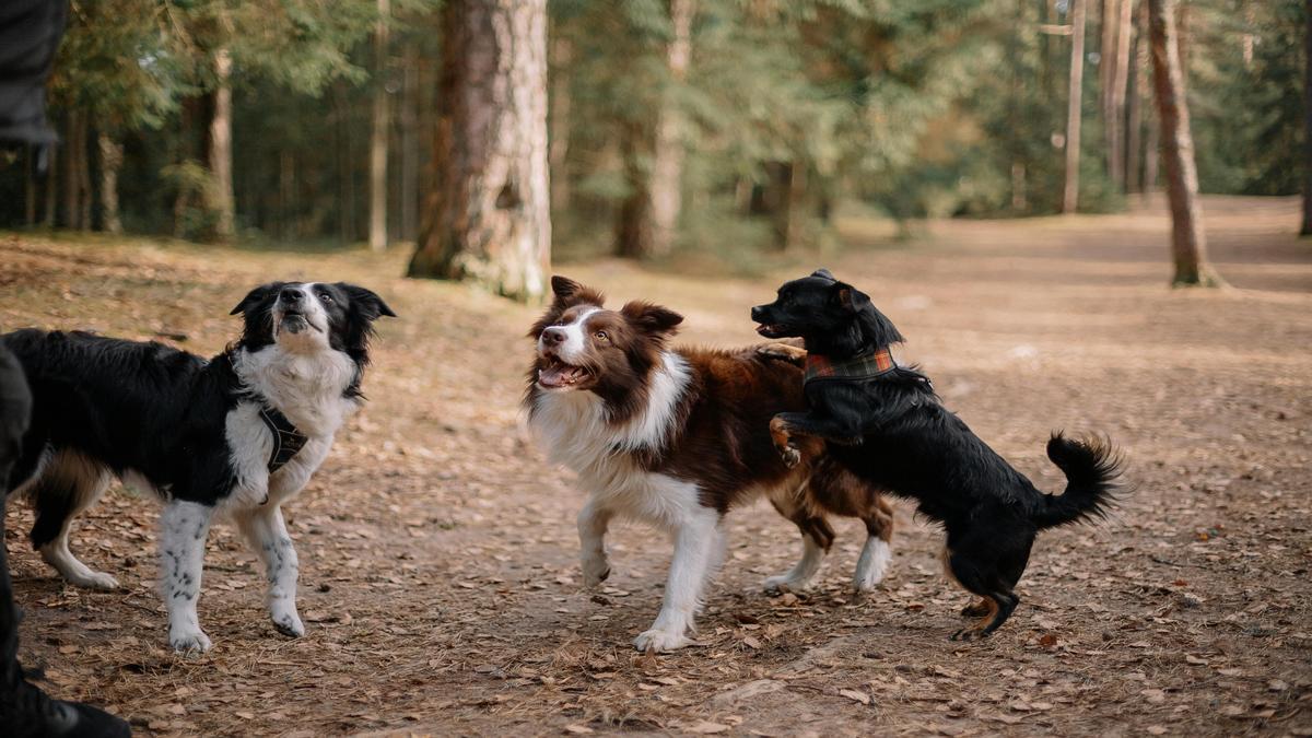 Understanding Happy Dogs