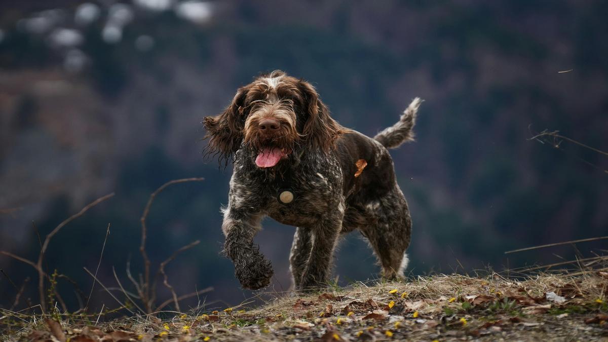 Unveiling the History of Bernese Mountain Dogs