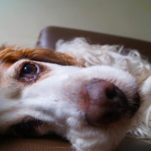 Cocker Spaniel Care Tips for Owners