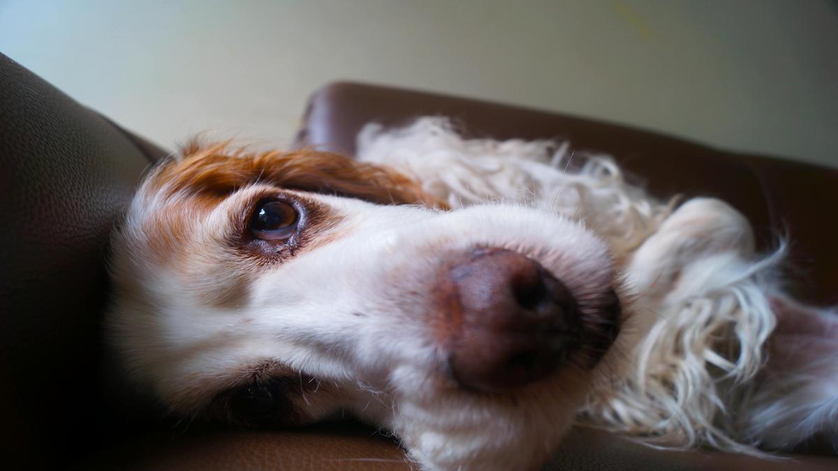 cocker-spaniel-care-tips-for-owners