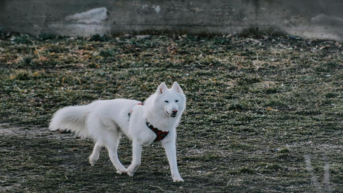 Coping with Insecurity in Dogs