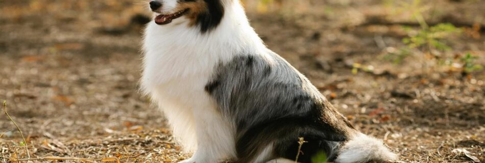 discover-the-adorable-shetland-sheepdog-breed