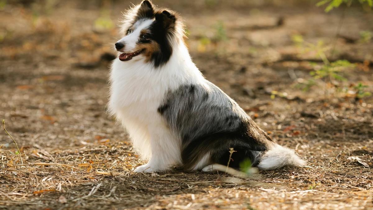 discover-the-adorable-shetland-sheepdog-breed