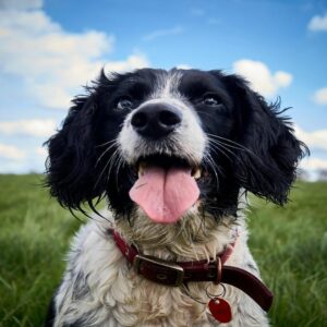 Discover the Playful English Springer Spaniel Breed