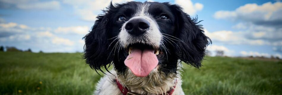 discover-the-playful-english-springer-spaniel-breed