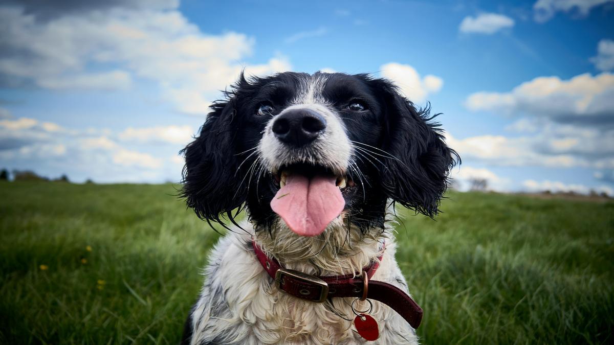 discover-the-playful-english-springer-spaniel-breed